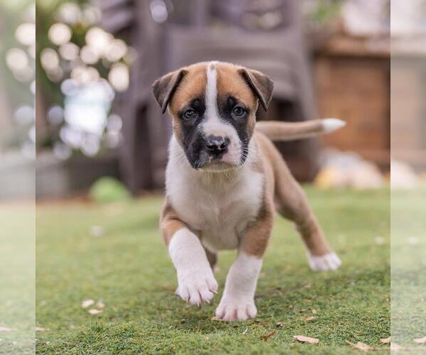 Medium Photo #2 Boxer-Unknown Mix Puppy For Sale in San Diego, CA, USA