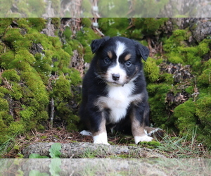Australian Shepherd Puppy for sale in CHEHALIS, WA, USA