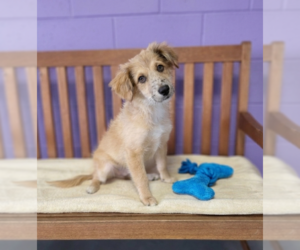 Australian Shepherd-Unknown Mix Dogs for adoption in Genesee, WI, USA