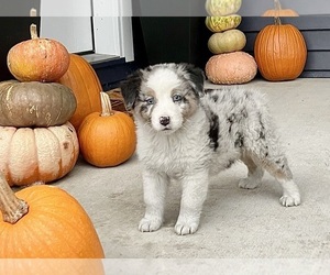 Australian Shepherd Puppy for sale in LODA, IL, USA