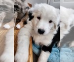 Small Photo #4 Australian Shepherd Puppy For Sale in FARMINGTON, CT, USA