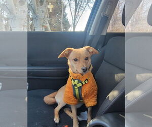 Chihuahua-Unknown Mix Dogs for adoption in Sandy, UT, USA