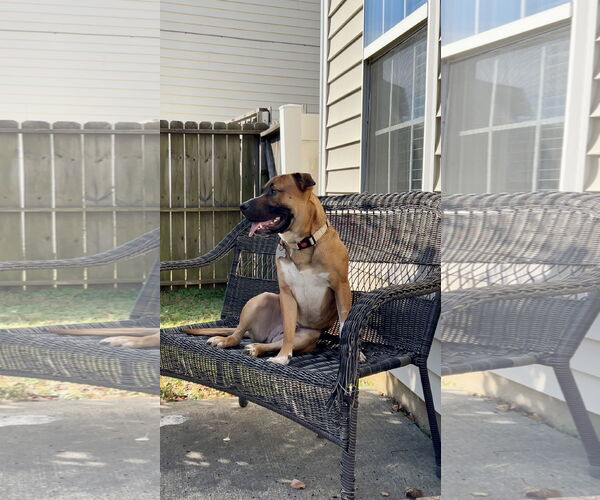 Medium Photo #4 Boxer-Unknown Mix Puppy For Sale in Holly Springs, NC, USA