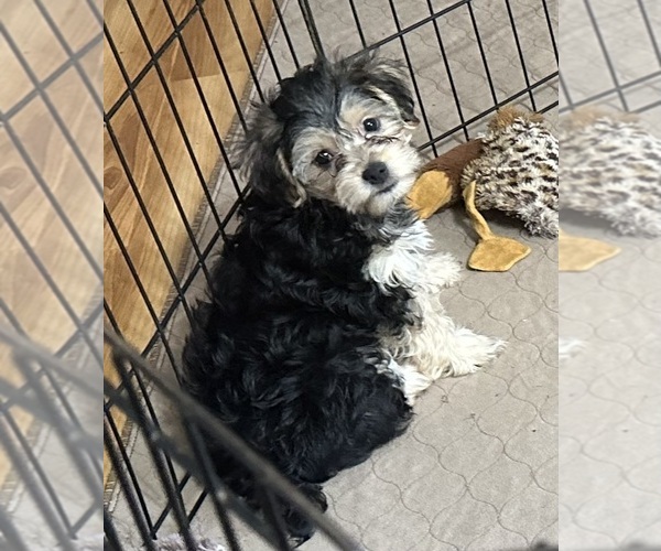 Medium Photo #6 Yorkipoo Puppy For Sale in GLOUCESTER, VA, USA
