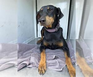 Doberman Pinscher Dogs for adoption in Sacramento, CA, USA