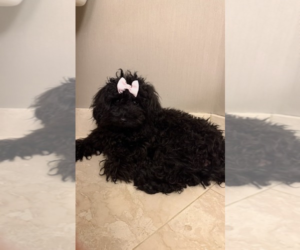 Medium Photo #1 Poodle (Toy) Puppy For Sale in WORCESTER, MA, USA