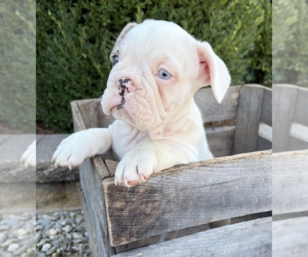 Medium Photo #4 French Bulldog Puppy For Sale in MIDDLEBURY, IN, USA