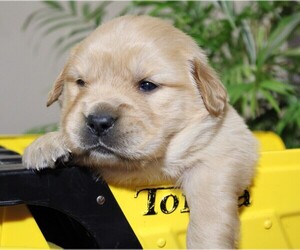 Golden Retriever Puppy for sale in JONES, MI, USA