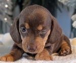 Small #2 Dachshund