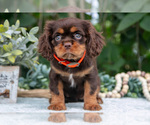 Small #2 Cavalier King Charles Spaniel