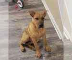 Small #1 Chinese Shar-Pei-Labrador Retriever Mix