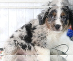 Small Photo #5 Miniature Australian Shepherd Puppy For Sale in STAFFORD, VA, USA