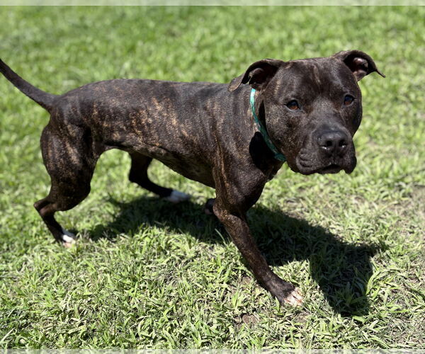 Medium Photo #3 Mutt Puppy For Sale in Virginia Beach, VA, USA