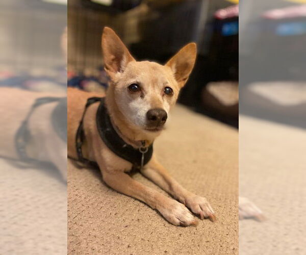 Medium Photo #5 Rat-Cha Puppy For Sale in Princeton, MN, USA