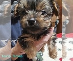 Small #1 Yorkshire Terrier