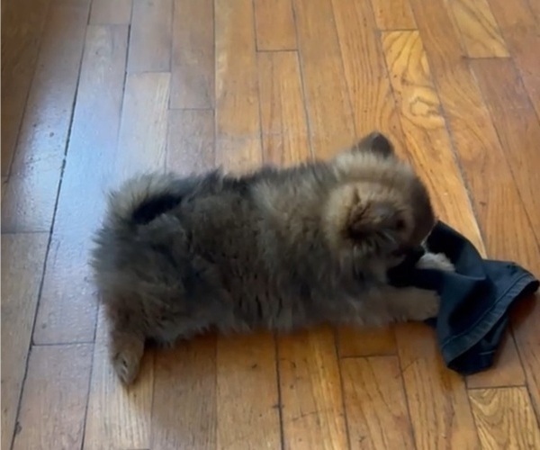 Medium Photo #4 Pomeranian Puppy For Sale in ASHEBORO, NC, USA