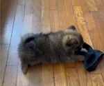 Small #3 Pomeranian