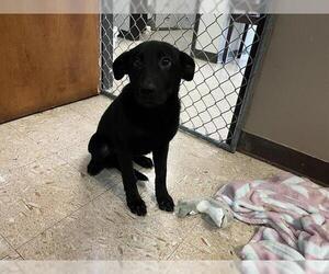 Shepradors Dogs for adoption in Tulsa, OK, USA