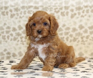 Cavapoo Puppy for sale in DENVER, PA, USA