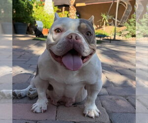 Bulldog-Unknown Mix Dogs for adoption in Las Vegas, NV, USA