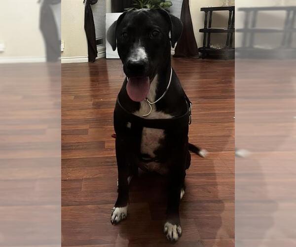 Medium Photo #2 Labrador Retriever-Unknown Mix Puppy For Sale in San Antonio, TX, USA