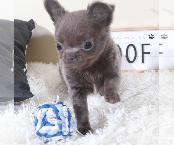 Medium Photo #4 Chihuahua Puppy For Sale in MOUNT VERNON, OH, USA