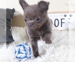 Small #3 Chihuahua