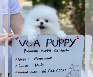 Pomeranian Puppy for sale in CHINO HILLS, CA, USA