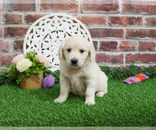 Medium Photo #8 English Cream Golden Retriever Puppy For Sale in SYRACUSE, IN, USA