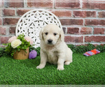 Small #7 English Cream Golden Retriever