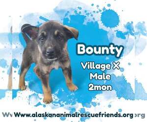 Siberian Husky-Unknown Mix Dogs for adoption in Anchorage, AK, USA