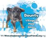 Bounty - Male Siberian Husky-Unknown Mix Dog for Adoption - Small photo