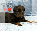 Small #1 Rottweiler
