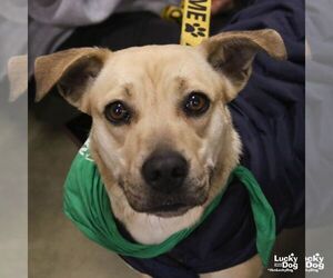 Brandice - Female Retriever -Unknown Mix Dog for Adoption - Photo #3