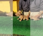 Small Photo #5 American Bully Puppy For Sale in STKN, CA, USA