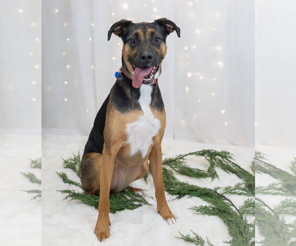 Medium Photo #9 Shepweiller Puppy For Sale in Princeton, MN, USA