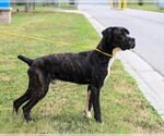 Small #1 Mutt