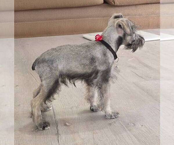 Medium Photo #5 Schnauzer (Miniature) Puppy For Sale in BROOKSVILLE, FL, USA