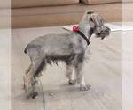 Small #4 Schnauzer (Miniature)
