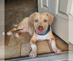 Small #10 American Pit Bull Terrier-American Staffordshire Terrier Mix