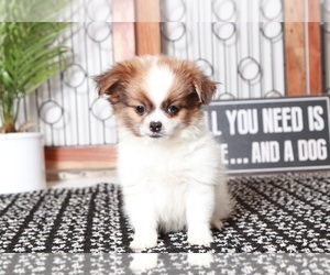 Pominese Puppy for sale in NAPLES, FL, USA