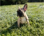 Small Photo #4 French Bulldog Puppy For Sale in MOORESVILLE, NC, USA