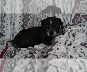 Rocky - Male Bo-Dach Dog for Adoption - Photo #3