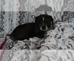 Small Photo #3 Bo-Dach Puppy For Sale in Springdale, PA, USA