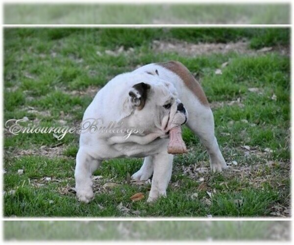 Medium Photo #4 Bulldog Puppy For Sale in MESQUITE, TX, USA