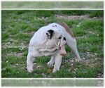 Small Photo #4 Bulldog Puppy For Sale in MESQUITE, TX, USA