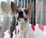 Small #6 Chiweenie
