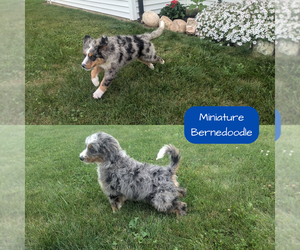 Miniature Bernedoodle Puppy for sale in GOSHEN, IN, USA