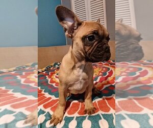 French Bulldog Puppy for sale in TAMPA, FL, USA