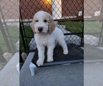 Small Photo #12 Poodle (Standard) Puppy For Sale in MOORES HILL, IN, USA